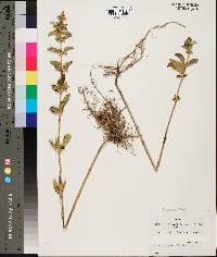 Scutellaria alabamensis image