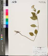 Scutellaria alabamensis image