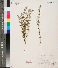 Scutellaria parvula image