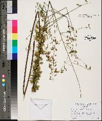 Desmodium ciliare image