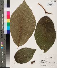 Magnolia acuminata image