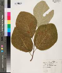 Magnolia acuminata image