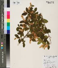 Ligustrum sinense image