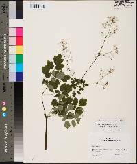 Thalictrum pubescens image