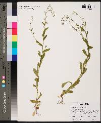 Myosotis macrosperma image