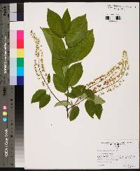 Prunus alabamensis image