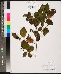 Berchemia scandens image