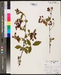 Rubus pensilvanicus image