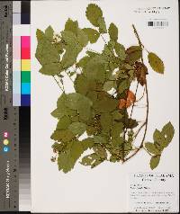 Rubus flagellaris image