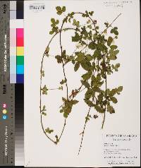 Rubus trivialis image