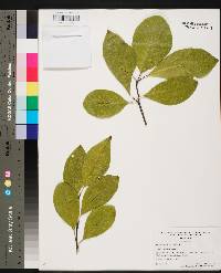 Sideroxylon lycioides image