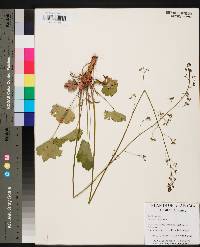 Heuchera americana image