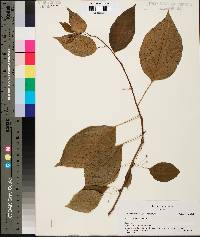 Schisandra glabra image