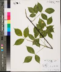 Staphylea trifolia image