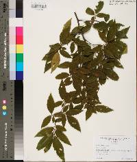 Ulmus alata image