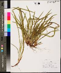 Carex abscondita image