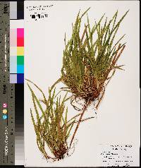 Carex abscondita image