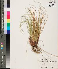 Carex nigromarginata image