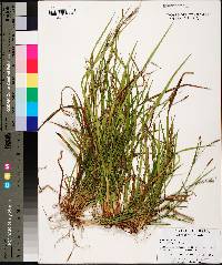 Carex flaccosperma image