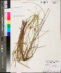 Carex lonchocarpa image