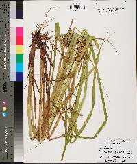 Carex louisianica image