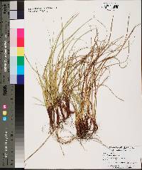 Carex nigromarginata image