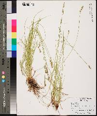 Carex seorsa image