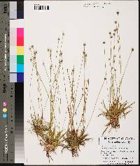 Lachnocaulon anceps image