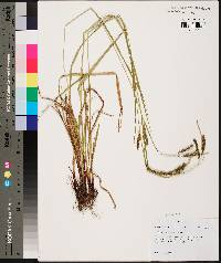 Carex venusta image