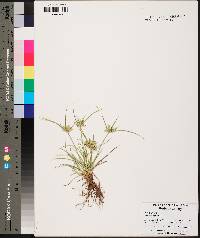 Cyperus compressus image