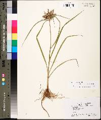 Cyperus odoratus subsp. odoratus image