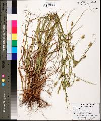 Cyperus retrorsus image