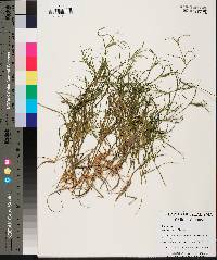 Juncus repens image