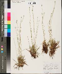 Lachnocaulon anceps image