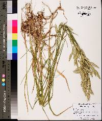 Bromus catharticus image