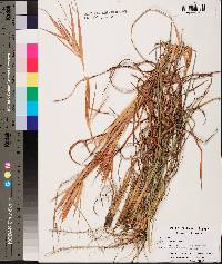 Andropogon gyrans image