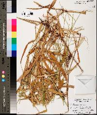 Urochloa platyphylla image