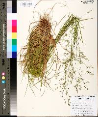 Poa autumnalis image