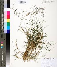 Muhlenbergia schreberi image