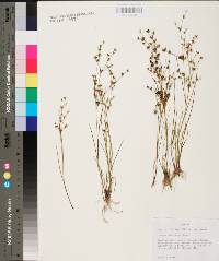 Juncus debilis image