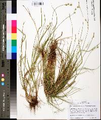 Carex festucacea image