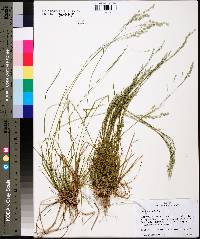 Poa autumnalis image