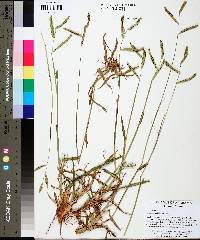 Paspalum dilatatum image