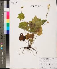 Tiarella cordifolia var. austrina image