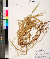 Urochloa platyphylla image