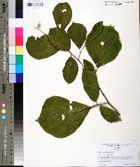 Styrax grandifolius image