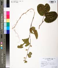 Smilax pumila image