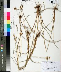 Juncus scirpoides image