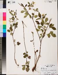 Rubus flagellaris image