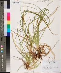 Carex picta image